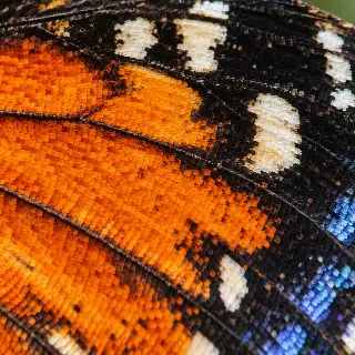 Butterfly Wing Macro