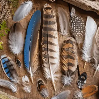 Feather Collection Flatlay
