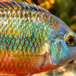 Fish Scale Shimmer