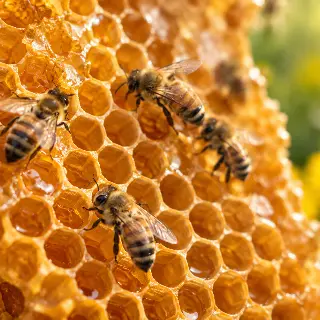 Honeycomb Golden Macro