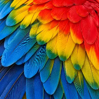 Macaw Feather Layers