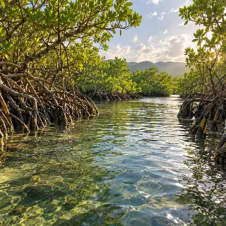 Mangrove Tidal Root Channel