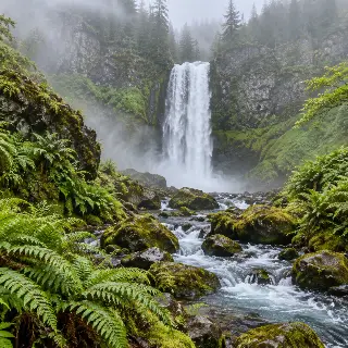 Misty Waterfall Fern Valley