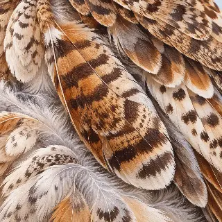 Owl Feather Bars