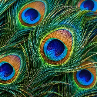 Peacock Feather Eyes
