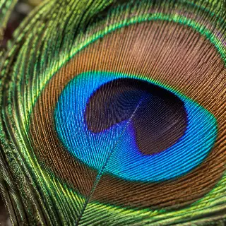 Peacock Feather Macro