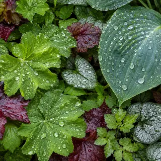Raindrops On Leaves