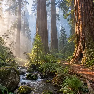 Redwood Morning Fog Grove