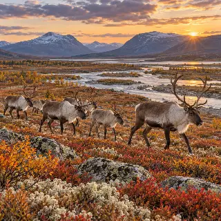 Reindeer Autumn Tundra