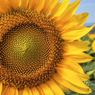 Sunflower Seed Spiral