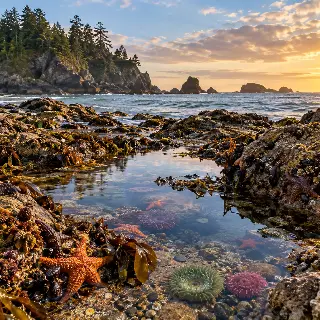 Tidepool Rocky Coast