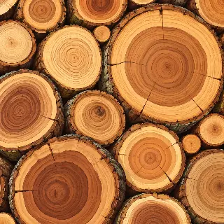 Tree Ring Circles
